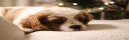 Cavalier King Charles Spaniel dogs for sale: Lexi - Ad 10