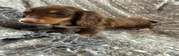 Miniature Dachshund dogs for sale: Daphne - Ad 8