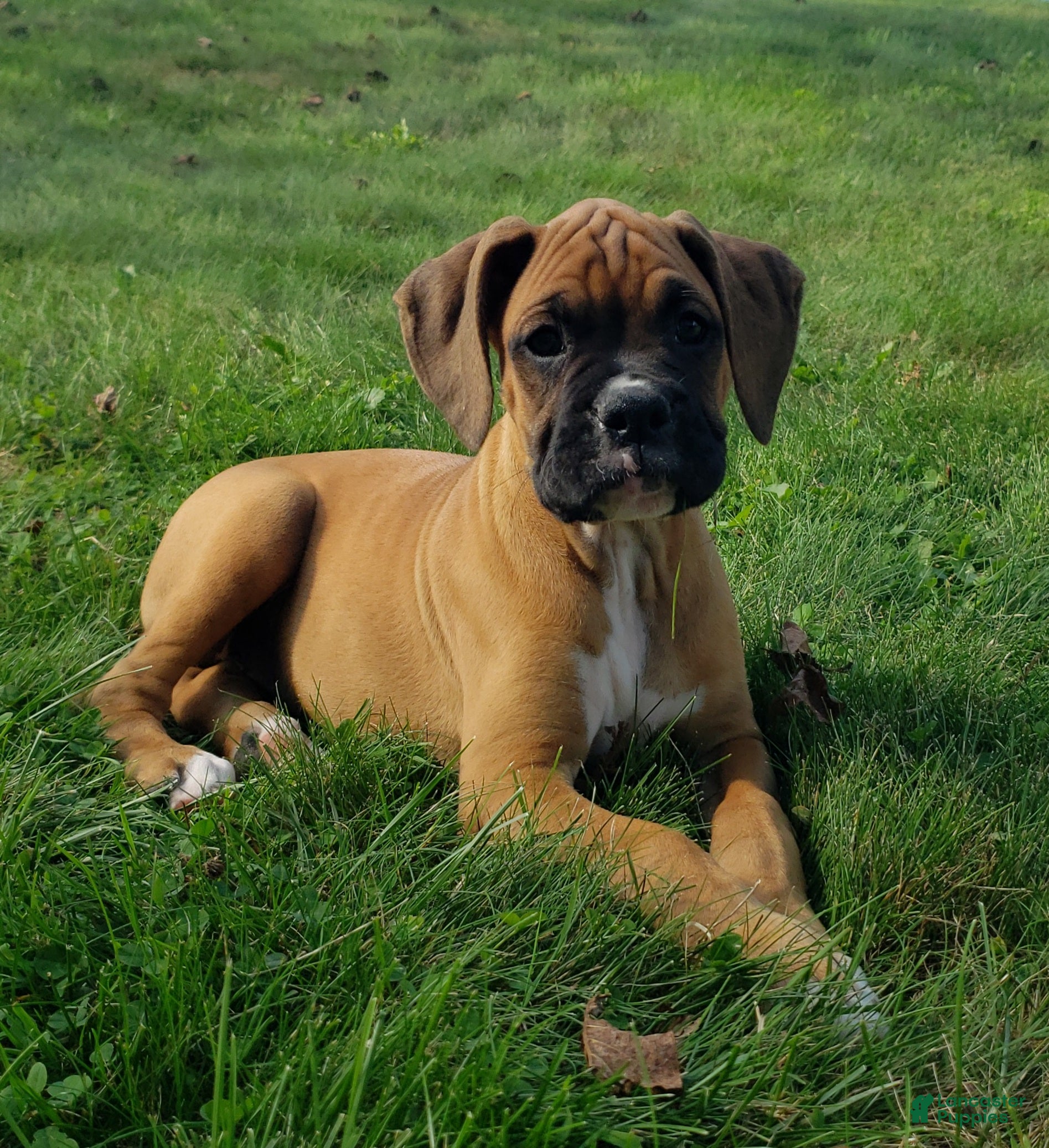 Boxer dogs Brody  - Ad 1