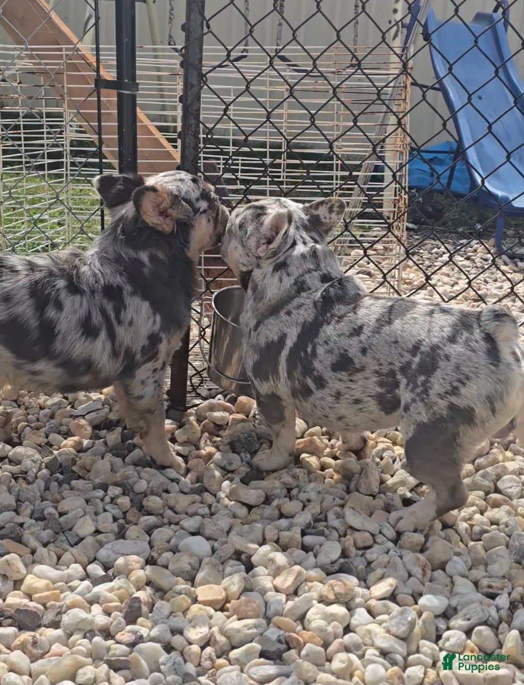 French Bulldog dogs Riot - Ad 2