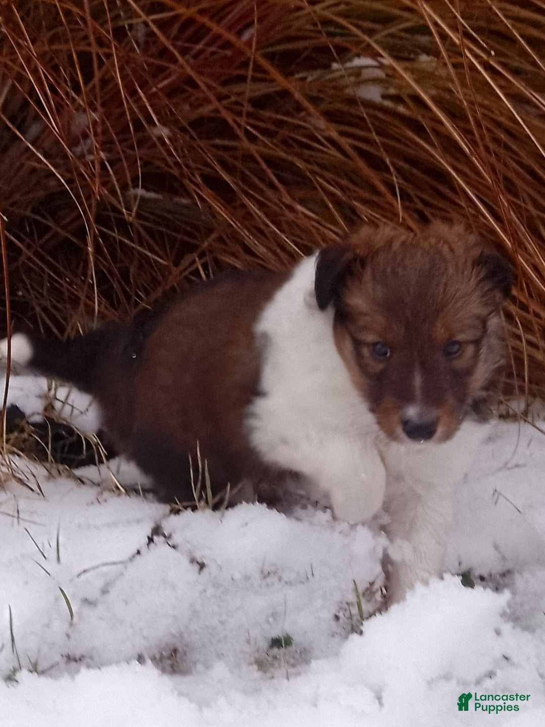 Shetland Sheepdog dogs for sale: Eddie - Ad 3
