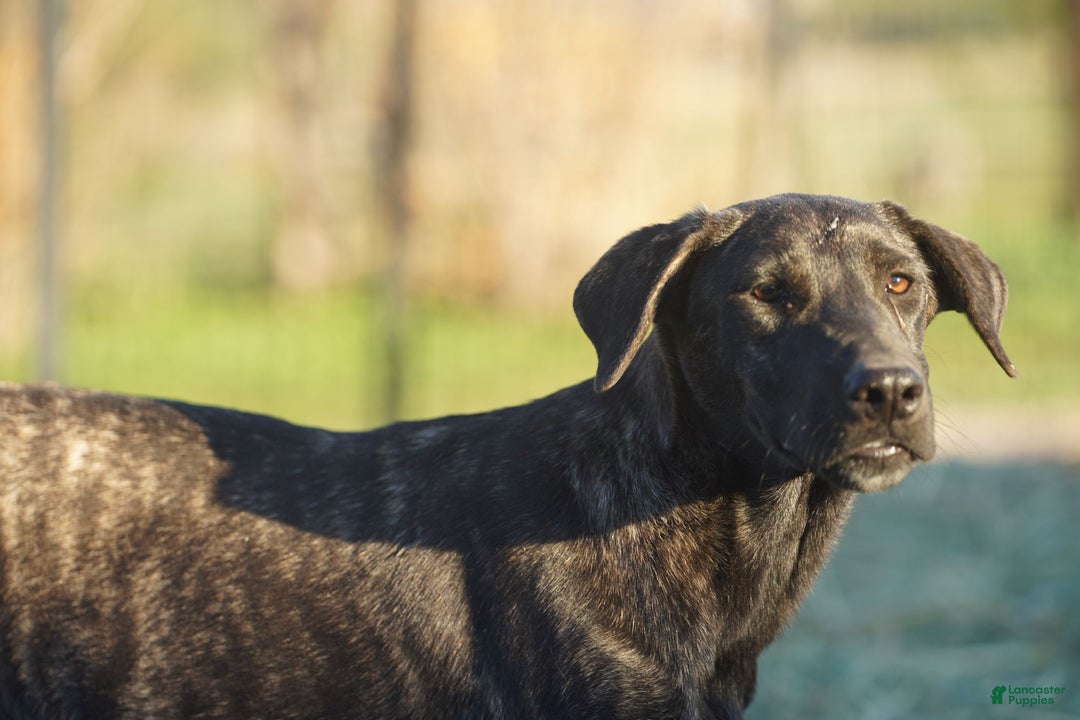 Mixed Breed dogs for sale: Tiger Tiscar Farm Dog - Ad 12