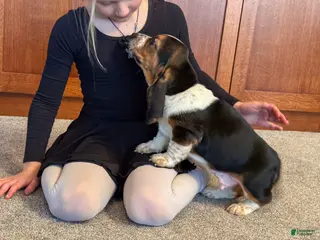 Basset Hound dogs Patrick - Ad 3