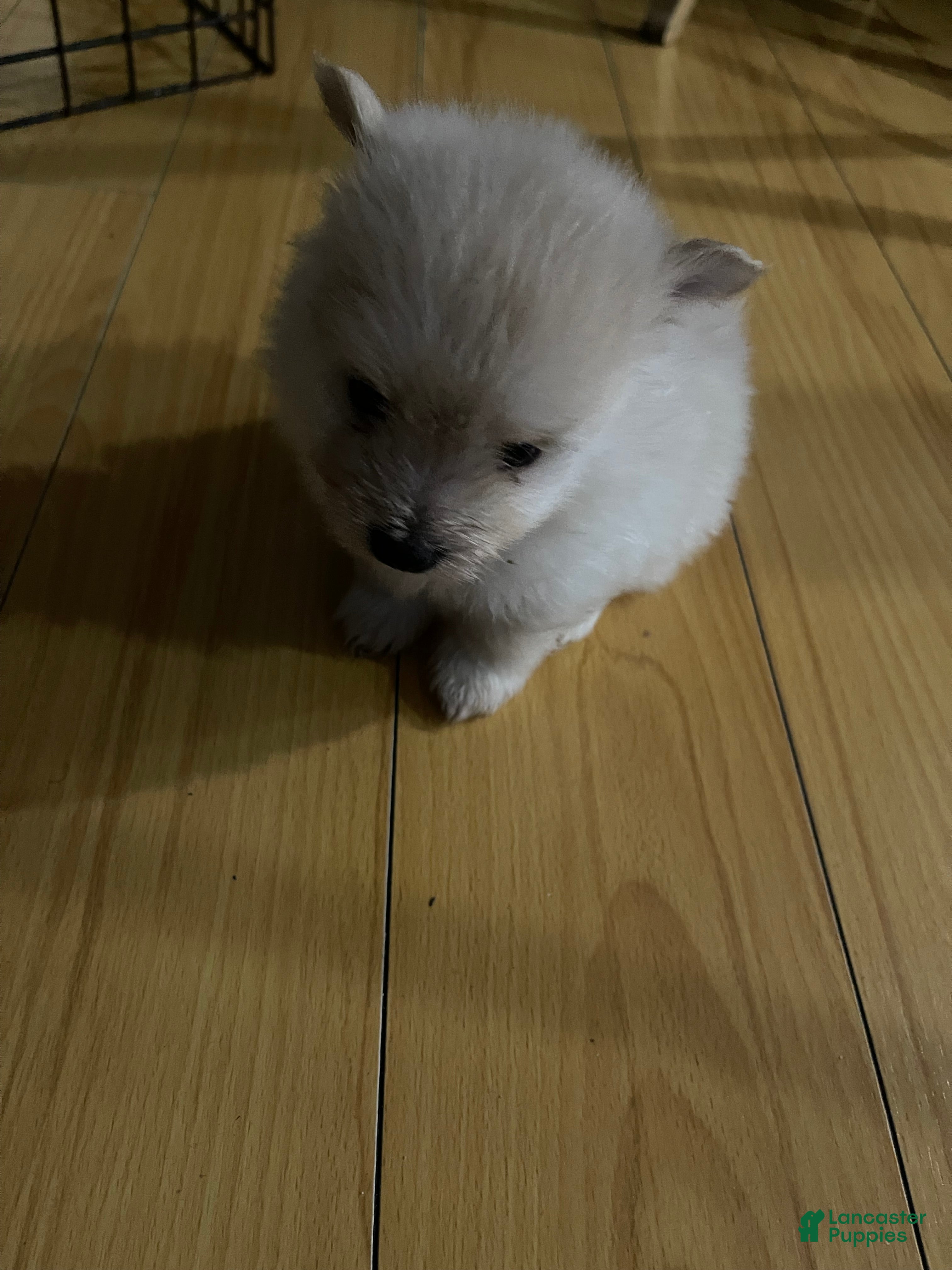 Maltipom dogs for sale: Maltipom 3 - Ad 5