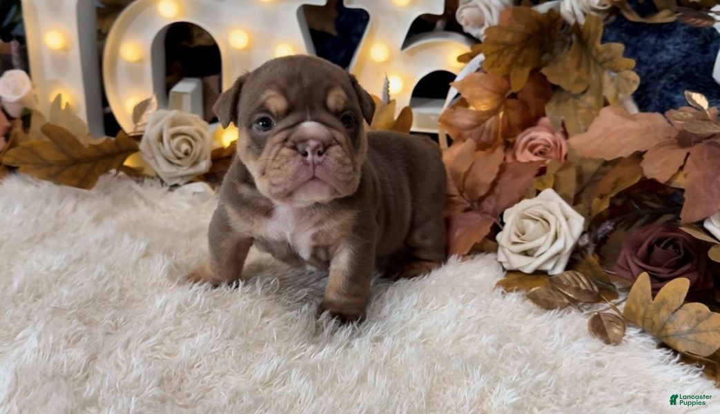 English Bulldog dogs Choc Tri Girl - Ad 1