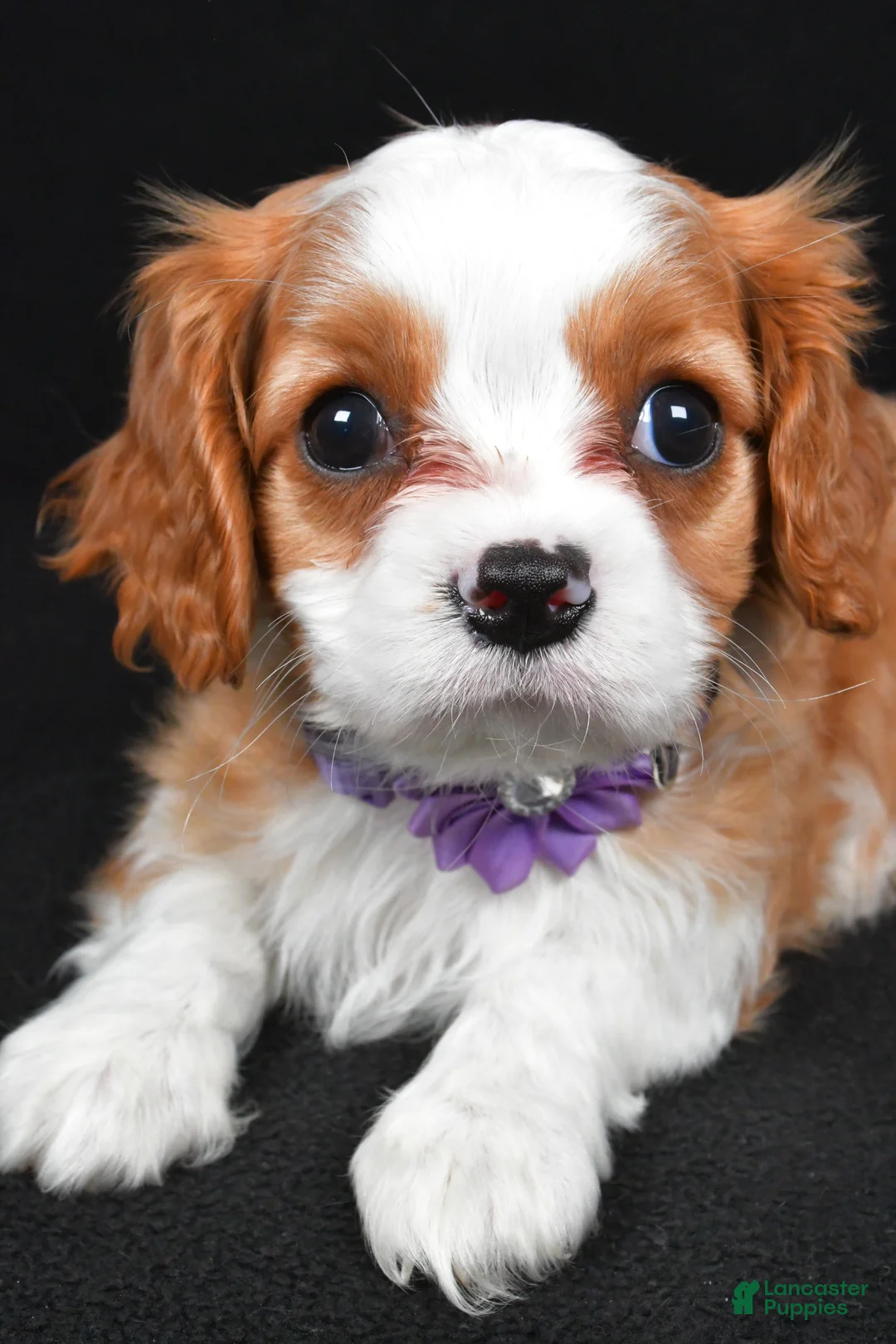 Cavalier King Charles Spaniel dogs for sale: Roxan - Ad 3