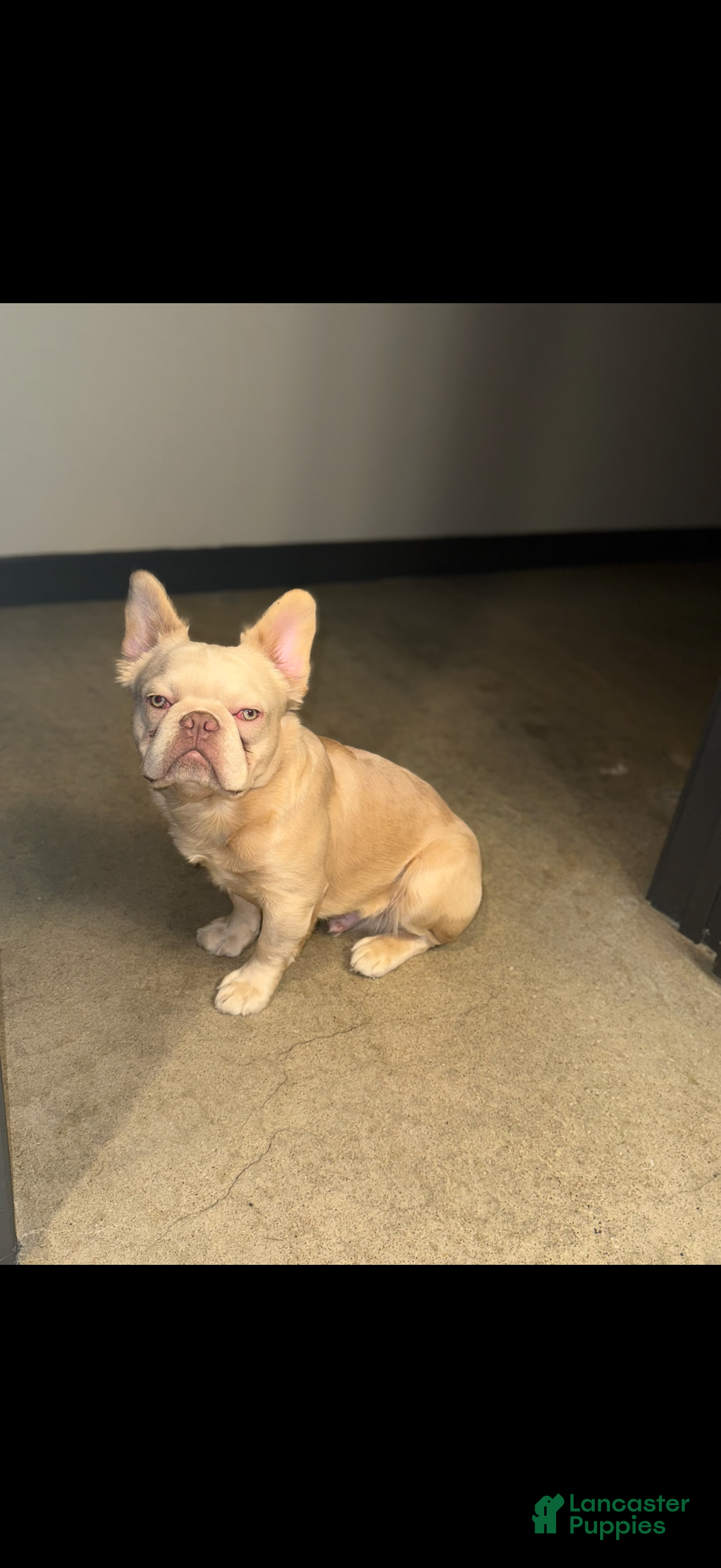 French Bulldog dogs for sale: Blu - Ad 5