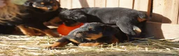 Rottweiler dogs for sale: Rottweiler litter of 5 puppies - Ad 45