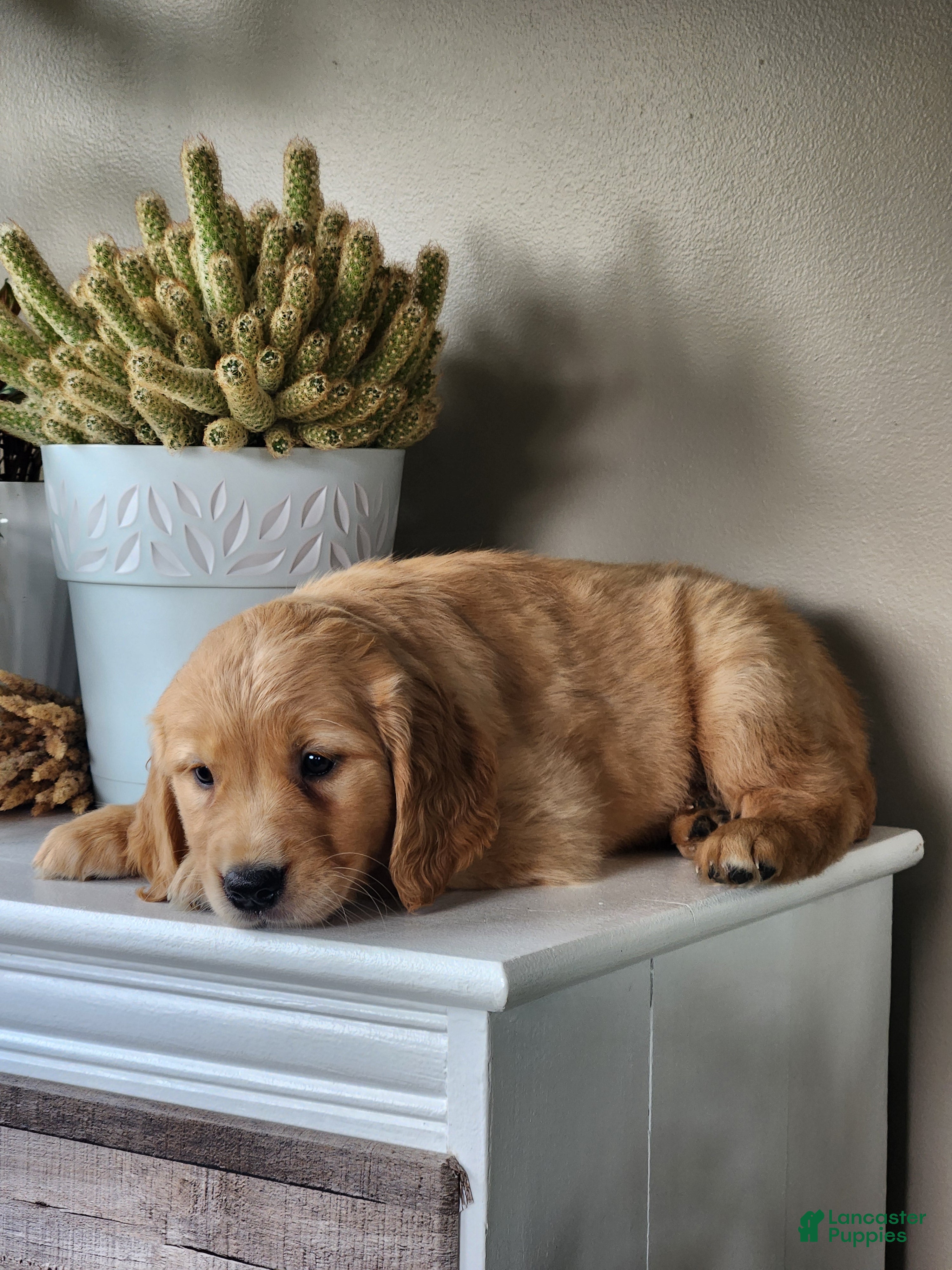 Golden Retriever dogs Sunny - Ad 2