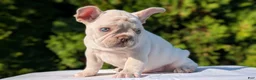 French Bulldog dogs for sale: Lando - Ad 8