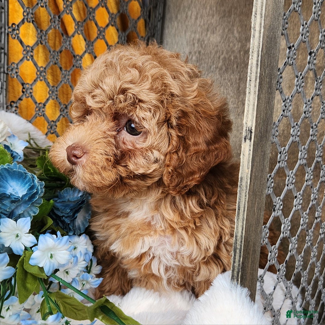 Toy Poodle dogs for sale: Penny - Ad 6