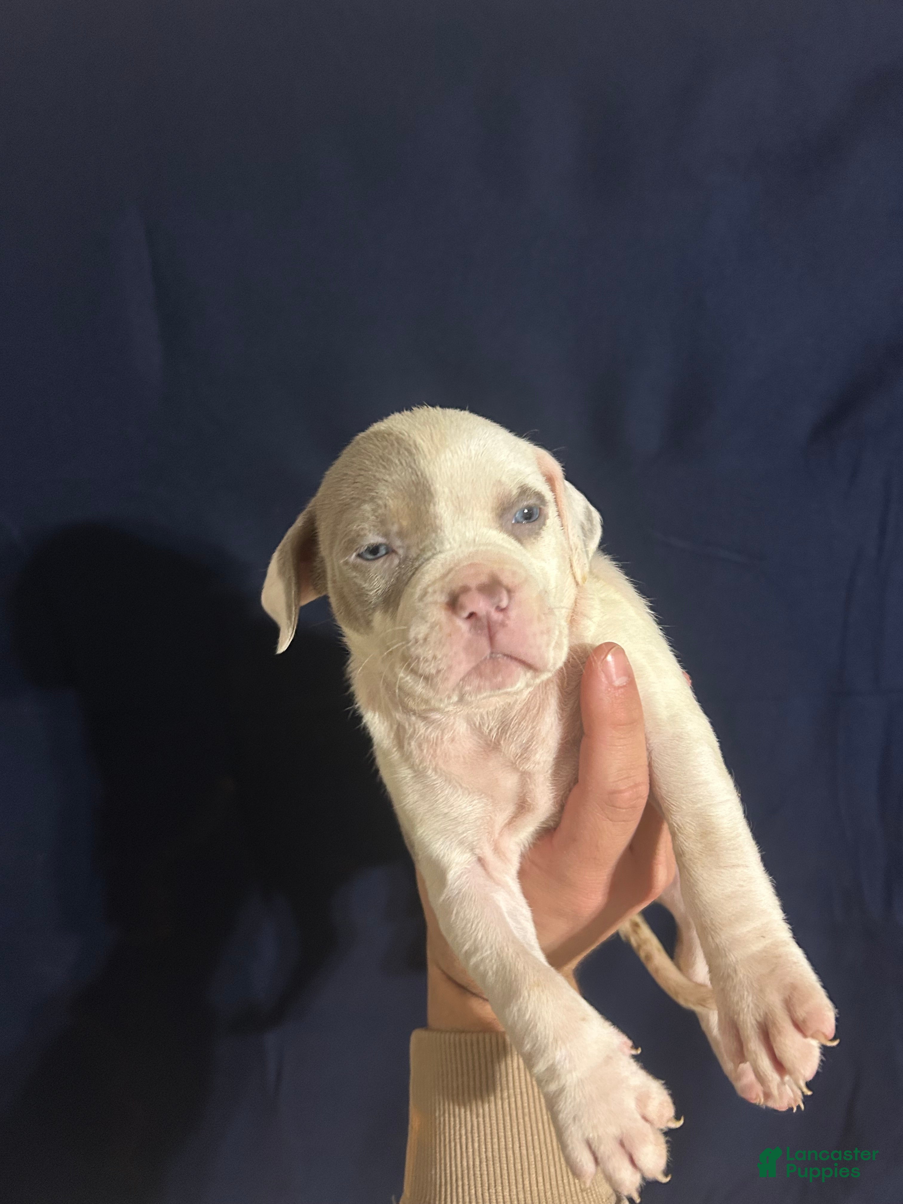 American Bully dogs for sale: American Bully 2 - Ad 1