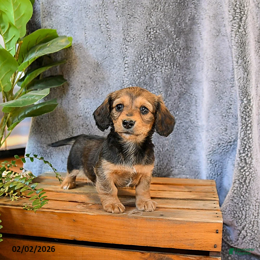 Miniature Dachshund dogs for sale: Lacey - Ad 2