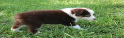 Australian Shepherd dogs for sale: Sandy - Ad 2