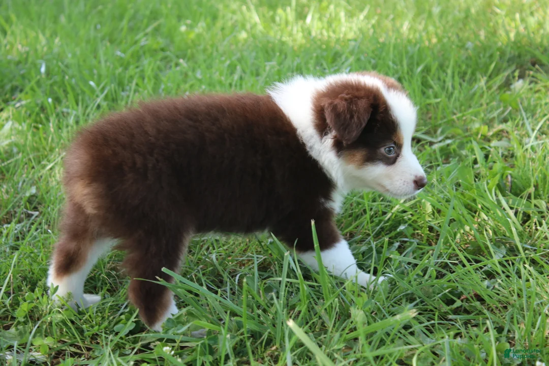 Australian Shepherd dogs for sale: Sandy - Ad 2