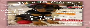 Doberman Pinscher Puppy 4