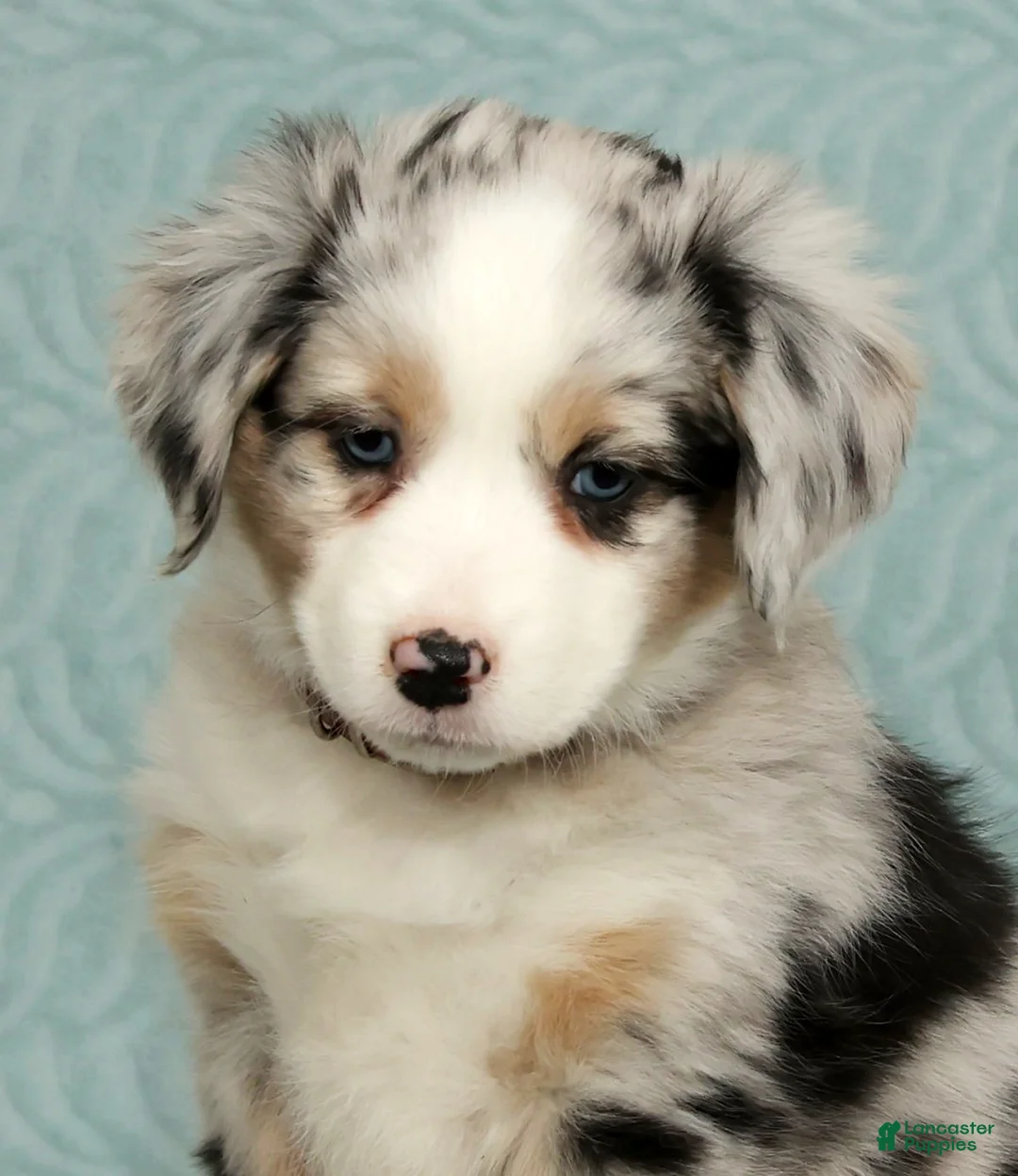 Australian Shepherd dogs for sale: Zoey - Ad 9