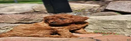 Miniature Labradoodle dogs for sale: Taffy - Ad 4