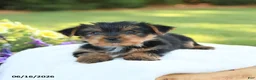 Yorkshire Terrier dogs for sale: Dexter - Ad 5
