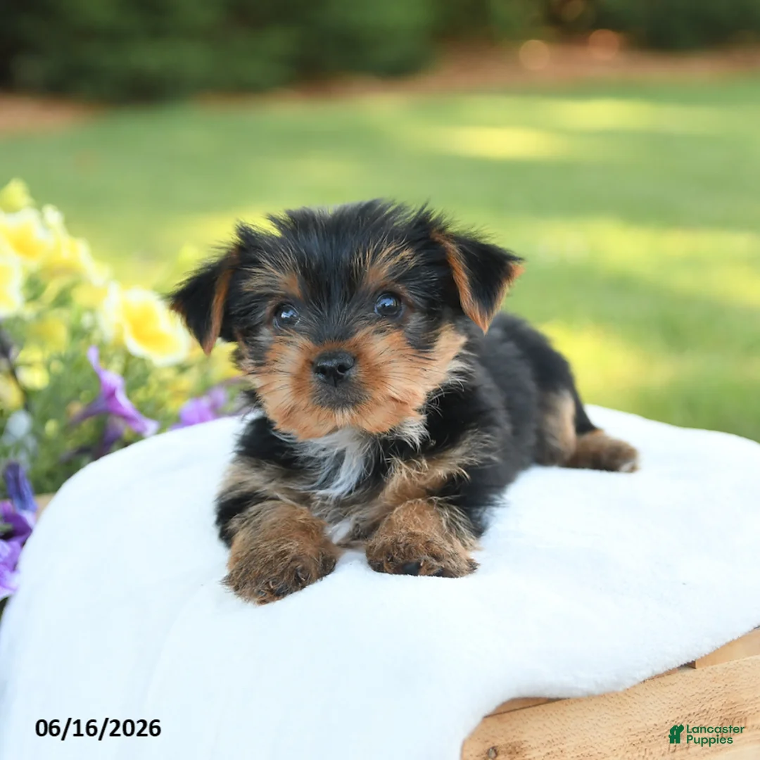 Yorkshire Terrier dogs for sale: Dexter - Ad 5