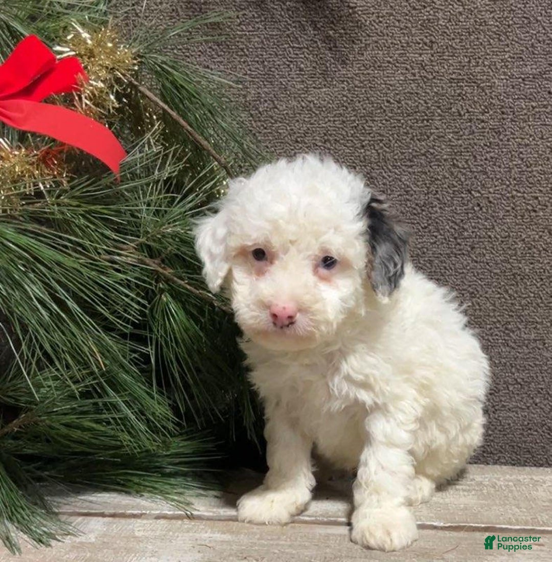 Mini Bernedoodle dogs for sale: Snowball - Ad 3