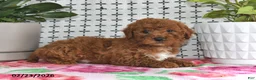 Goldendoodle dogs for sale: Ranger - Ad 3