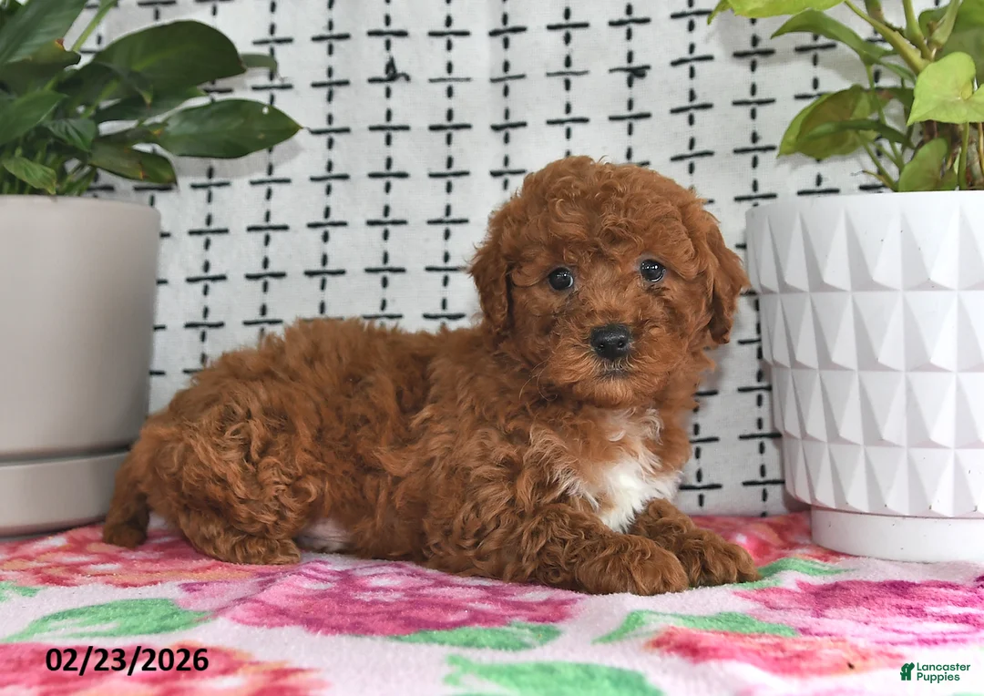 Goldendoodle dogs for sale: Ranger - Ad 3