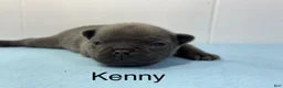 French Bulldog dogs for sale: Kenny - Ad 6