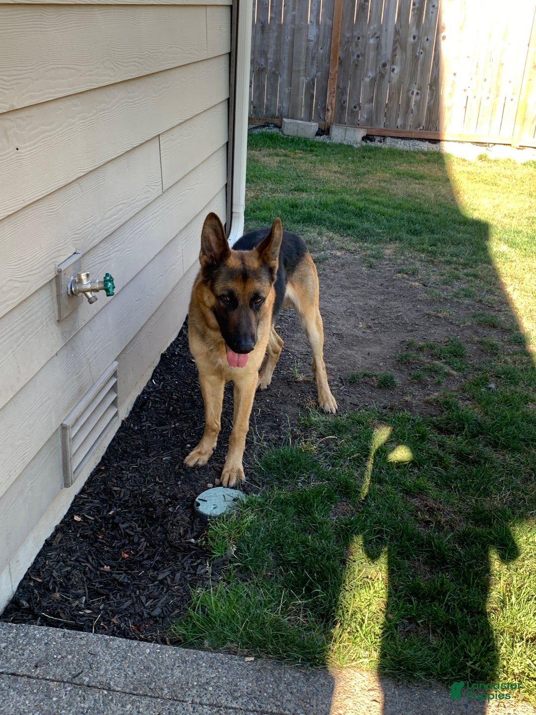 German Shepherd dogs for sale: German Shepherd Puppy 1 - Ad 2