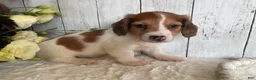 Miniature Dachshund dogs for sale: Luke - Ad 6