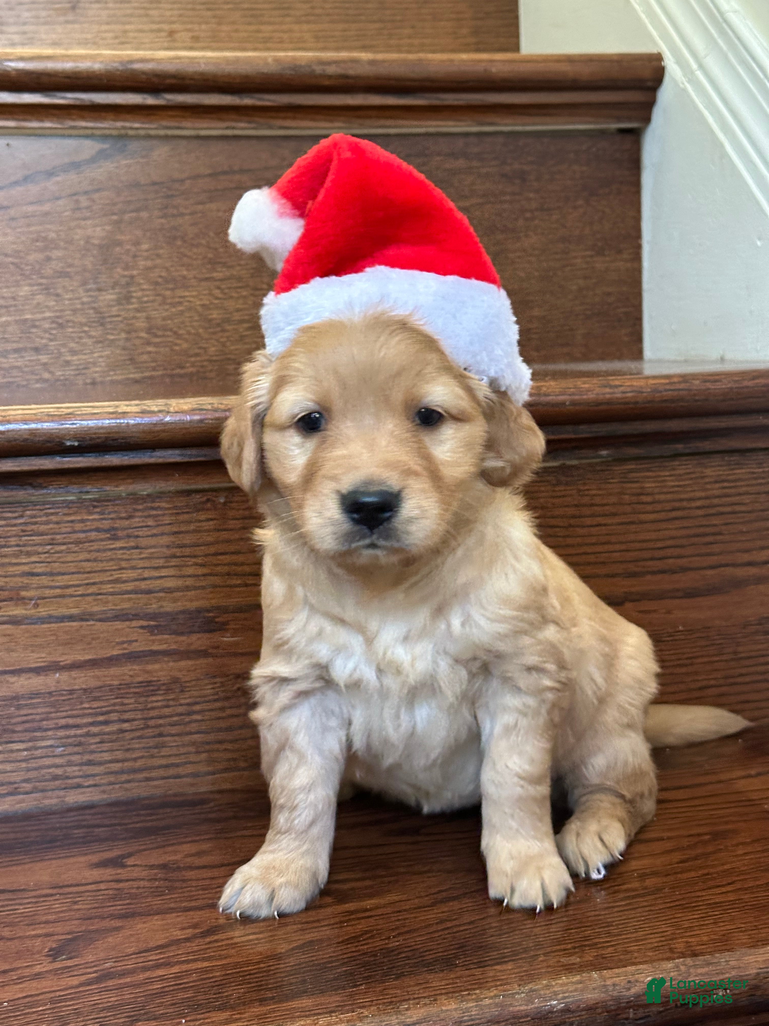 Golden Retriever dogs Star - Ad 38