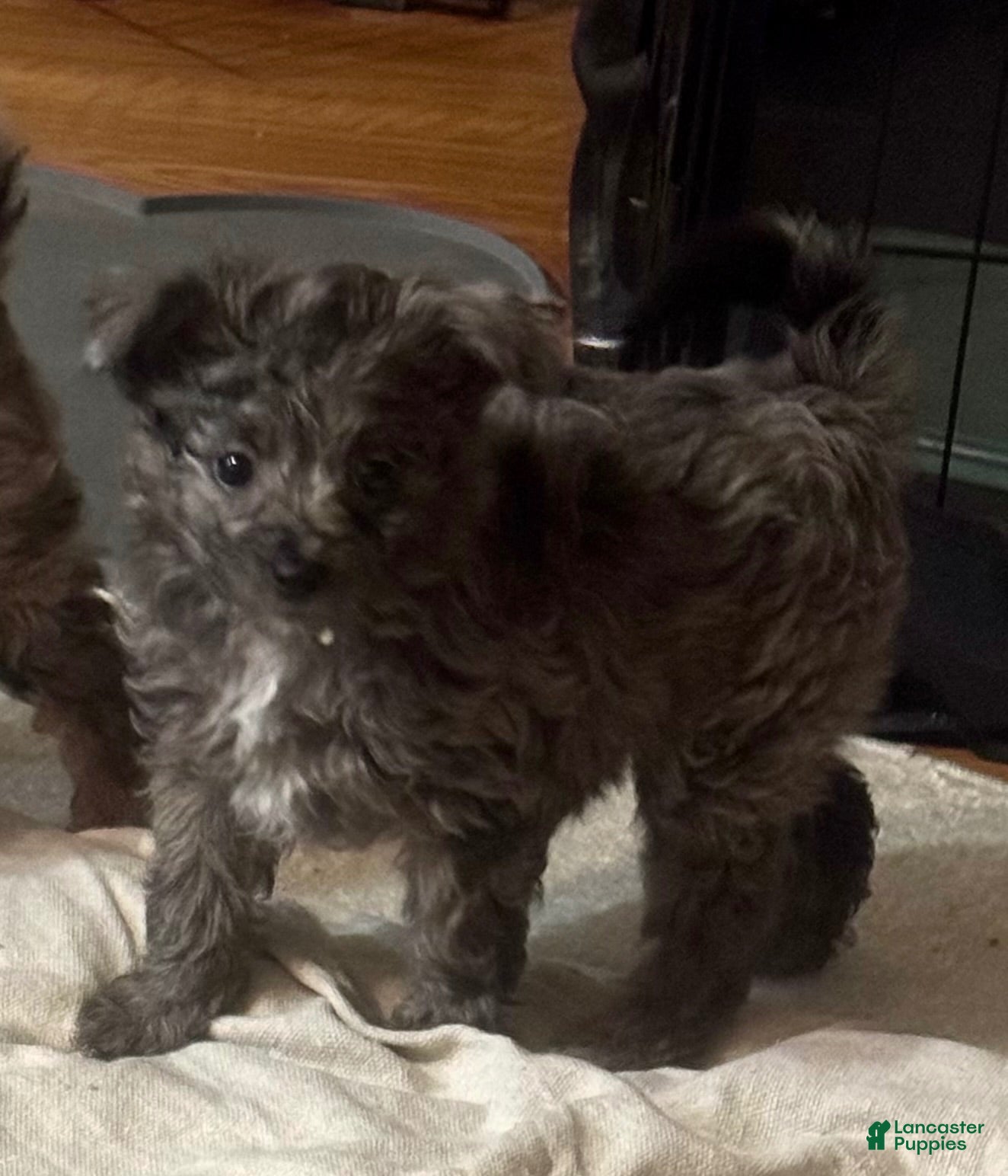 Pomapoo dogs Daisy  - Ad 1