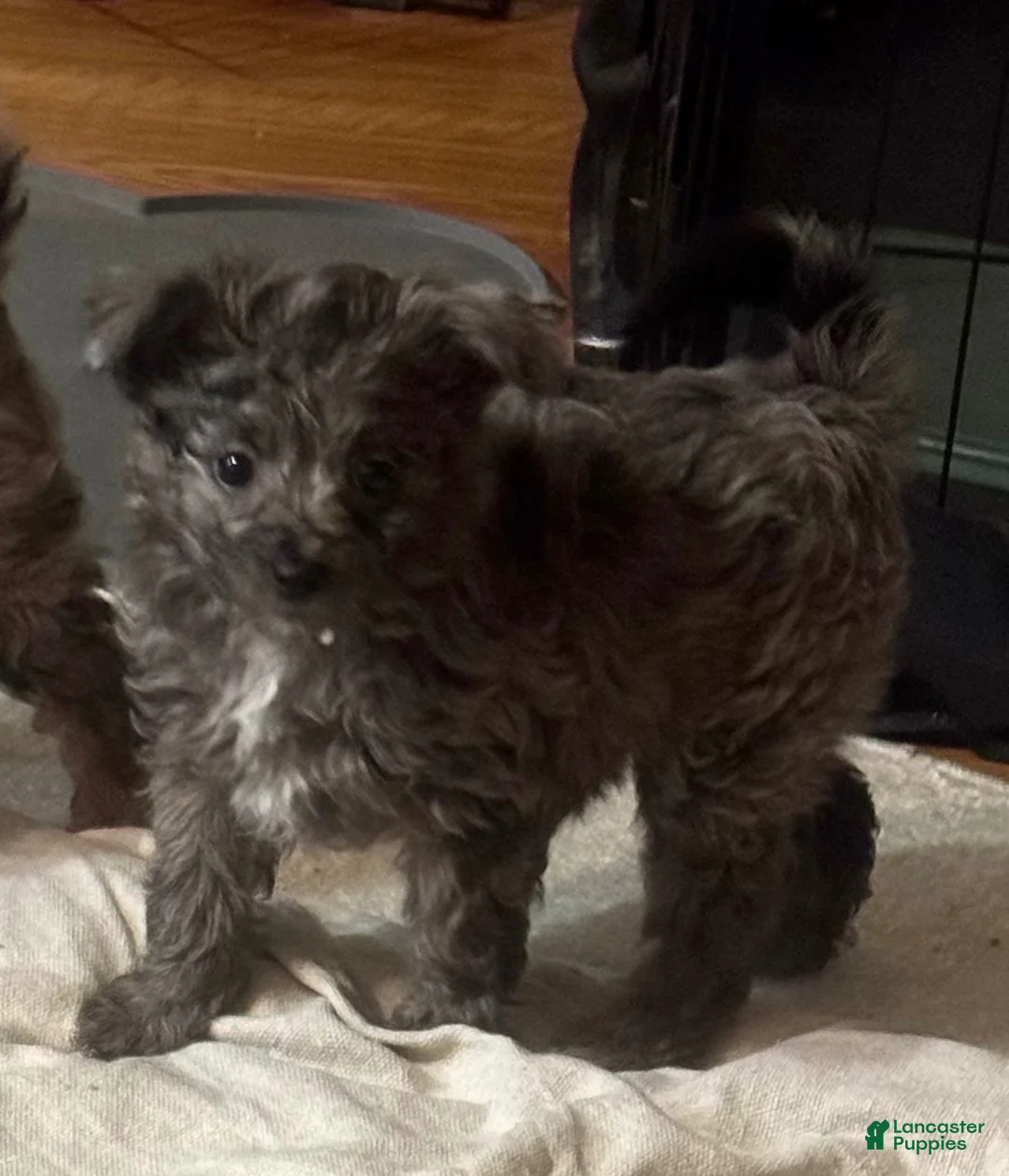 Pomapoo dogs for sale: Daisy  - Ad 1