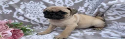 Pug dogs for sale: Roger - Ad 9