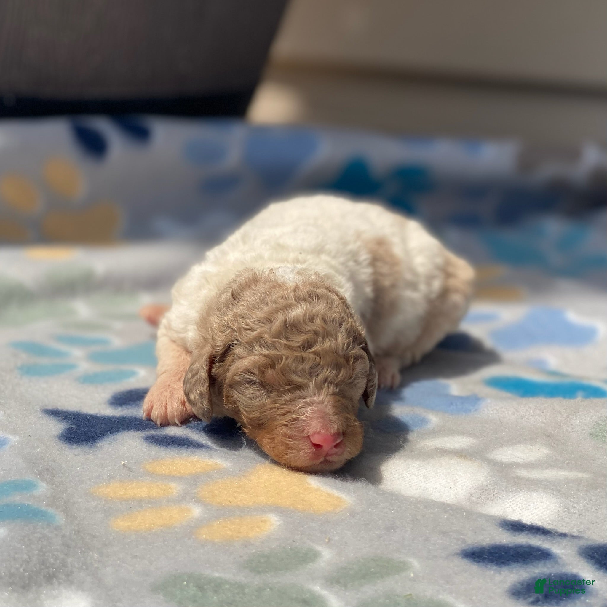 Standard Poodle dogs Snickers - Ad 38