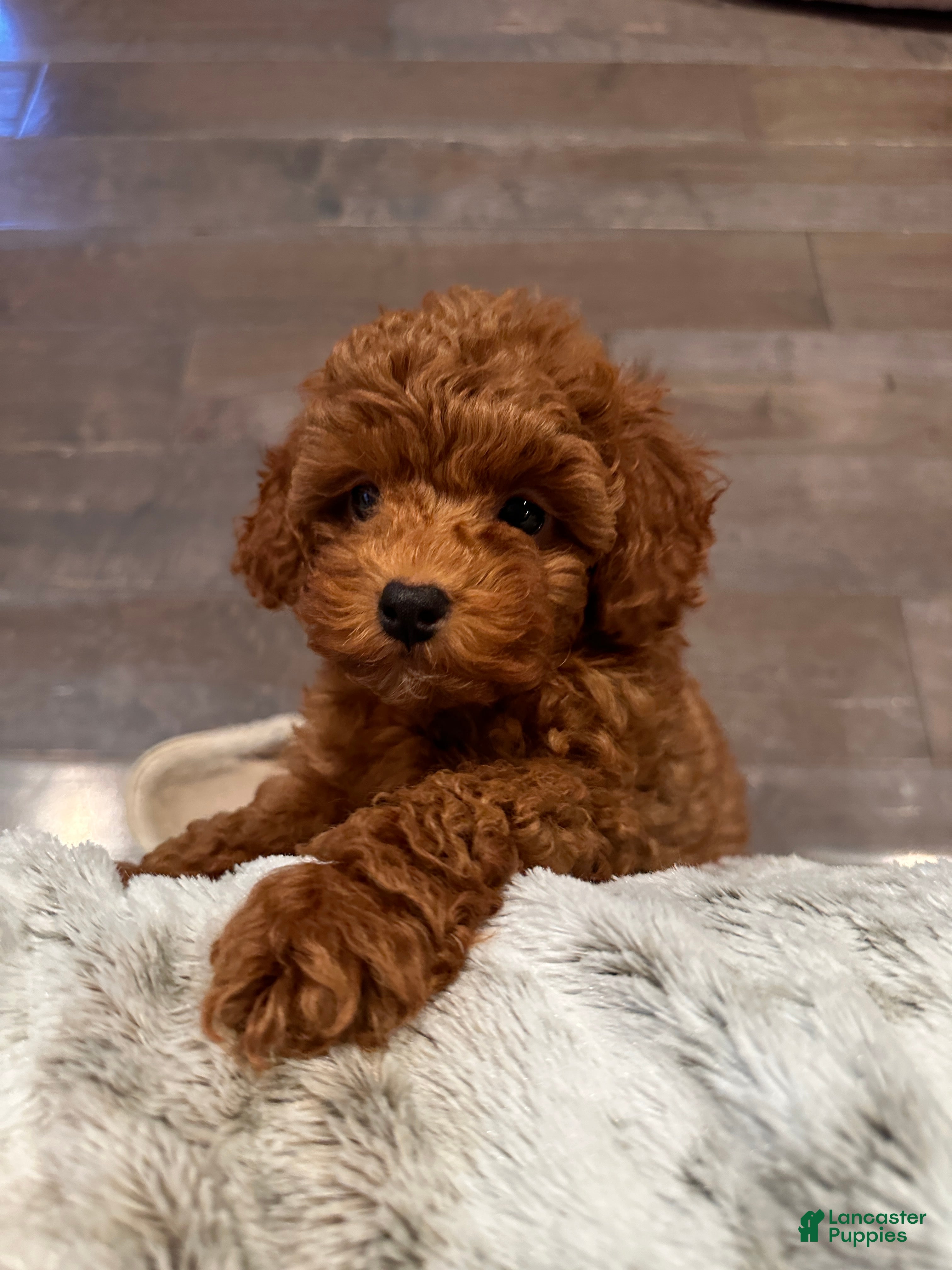 Toy Poodle dogs Jayden- Teacup/Toy Genetically TESTED - Ad 11