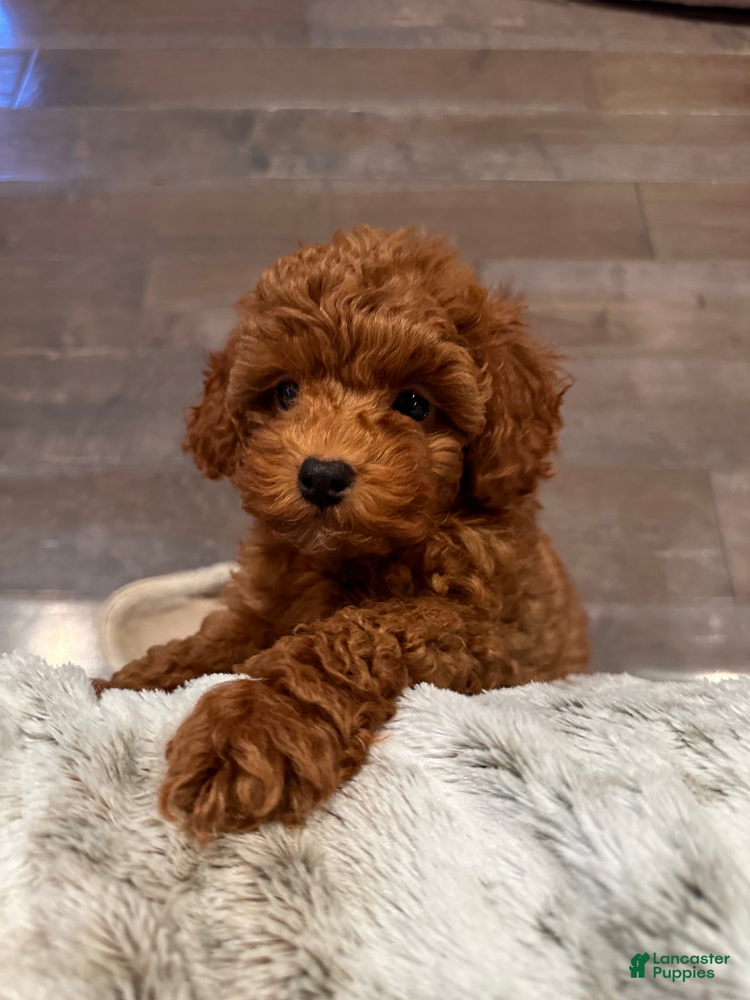 Toy Poodle dogs for sale: Jayden- Teacup/Toy Genetically TESTED - Ad 1