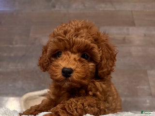 Toy Poodle dogs Jayden- Teacup/Toy Genetically TESTED - Ad 35