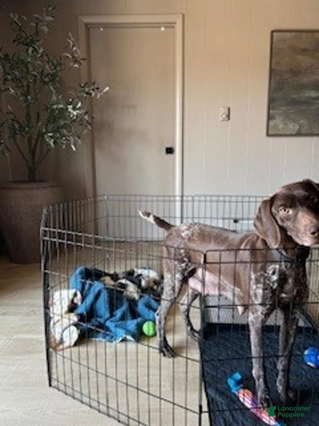 German Shorthaired Pointer dogs for sale: Duke - Ad 3