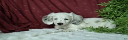 Miniature Dachshund dogs for sale: Oak 🤍 - Ad 2