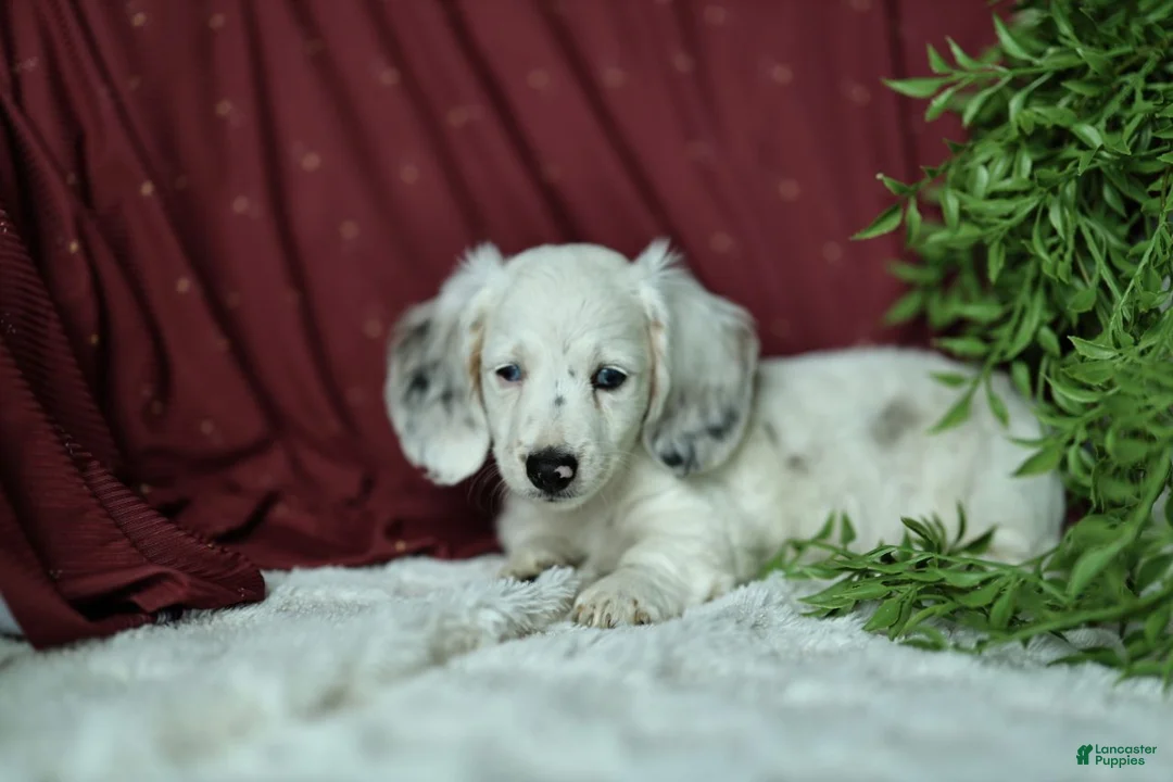 Miniature Dachshund dogs for sale: Oak 🤍 - Ad 2