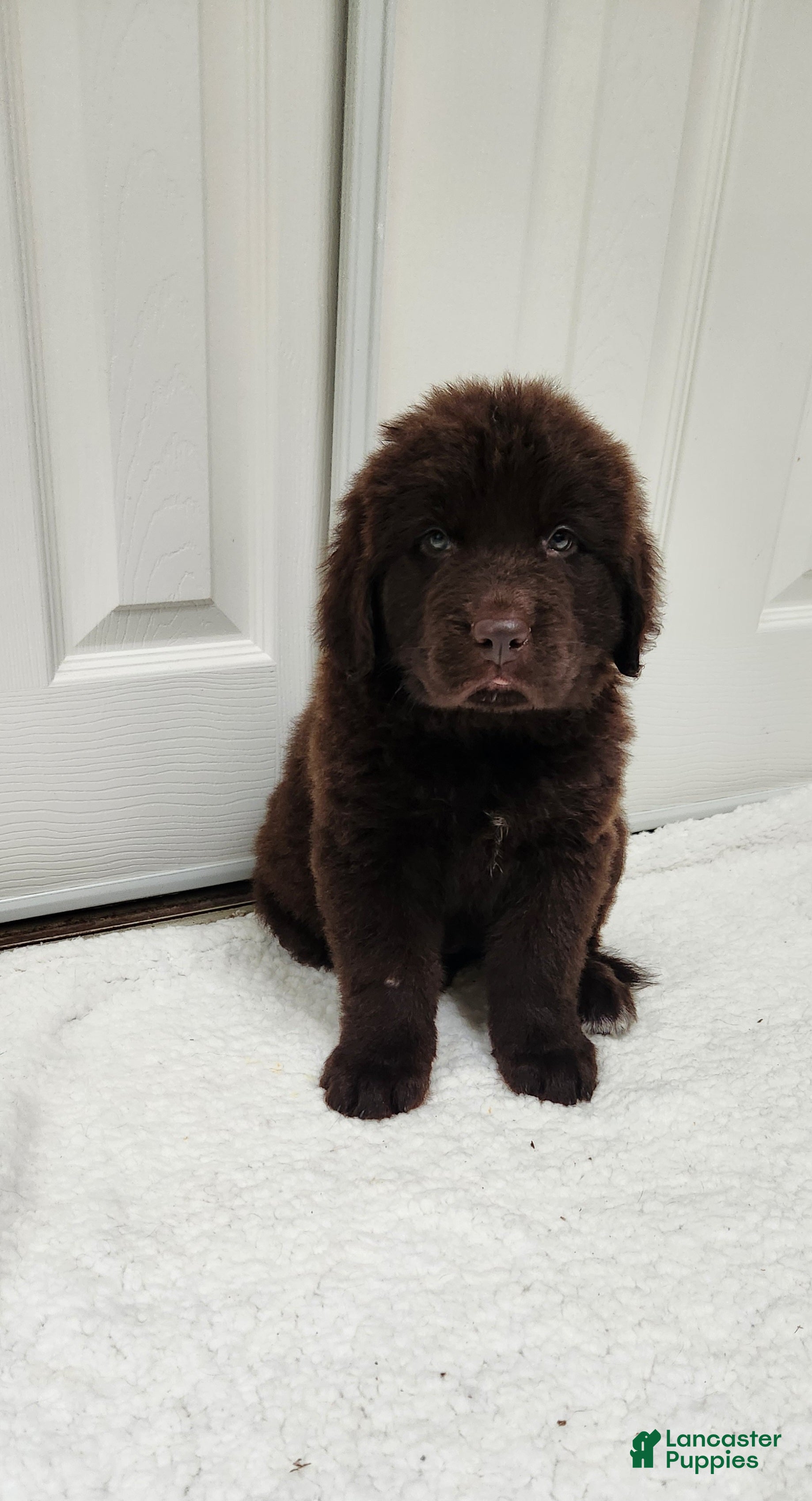 Newfoundland dogs AKC Brooke - Ad 31