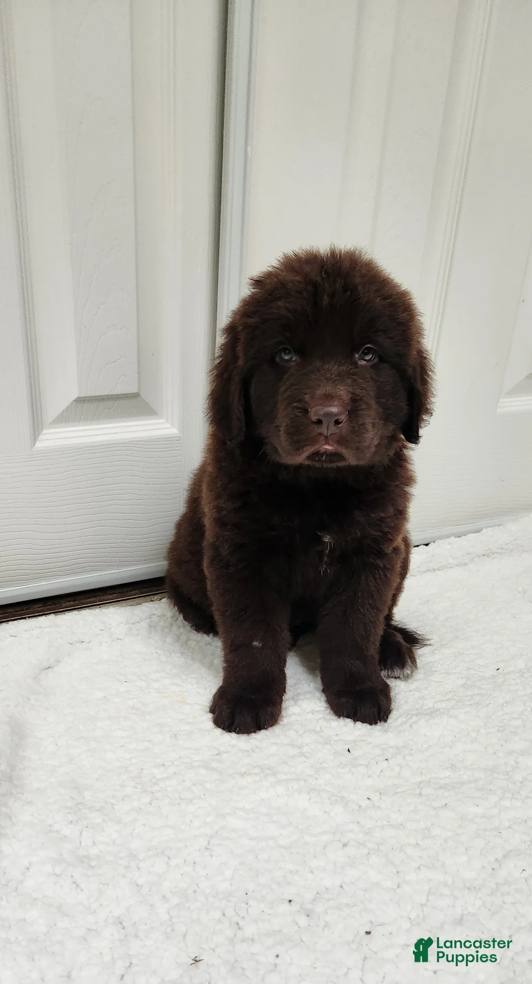 Newfoundland dogs for sale: AKC Brooke - Ad 1