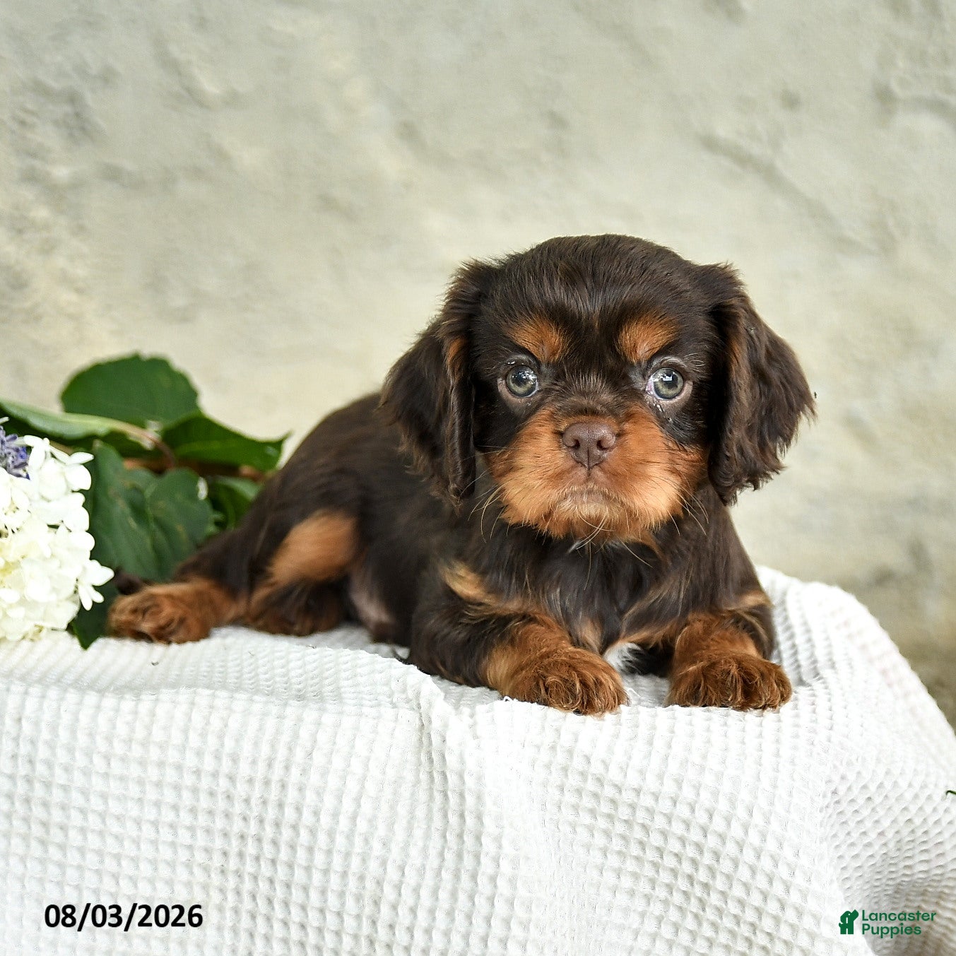 Cavalier King Charles Spaniel dogs Cleo - Ad 2