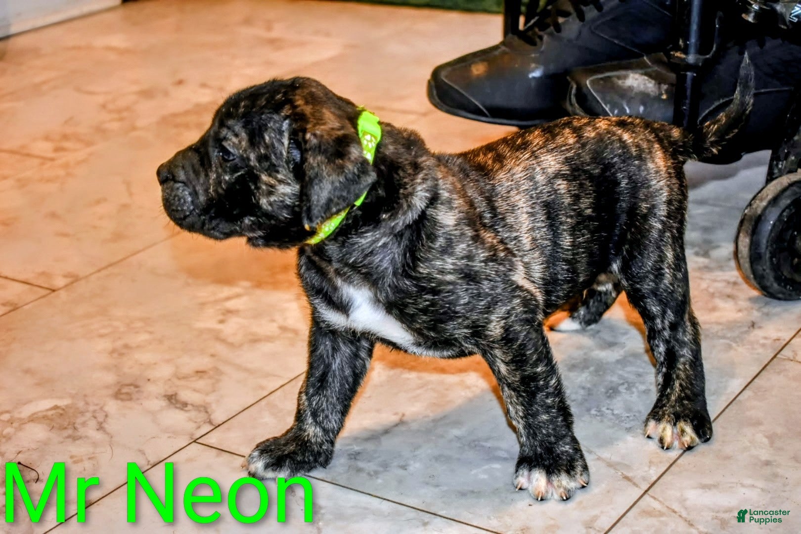 Presa Canario dogs Presa Canario Puppy 1 - Ad 2