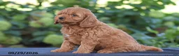 Cavapoo dogs for sale: Kelly - Ad 3