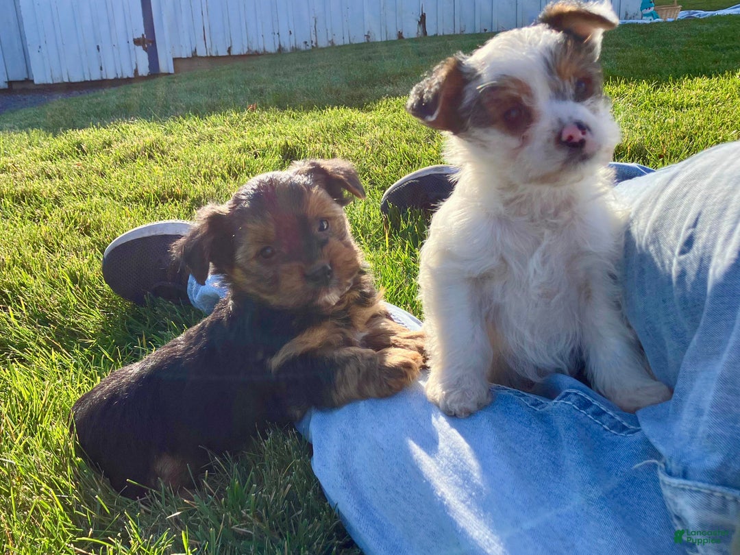 Yorkshire Terrier dogs for sale: Ava - Ad 9