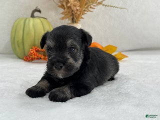 Miniature Schnauzer dogs - Ad 1