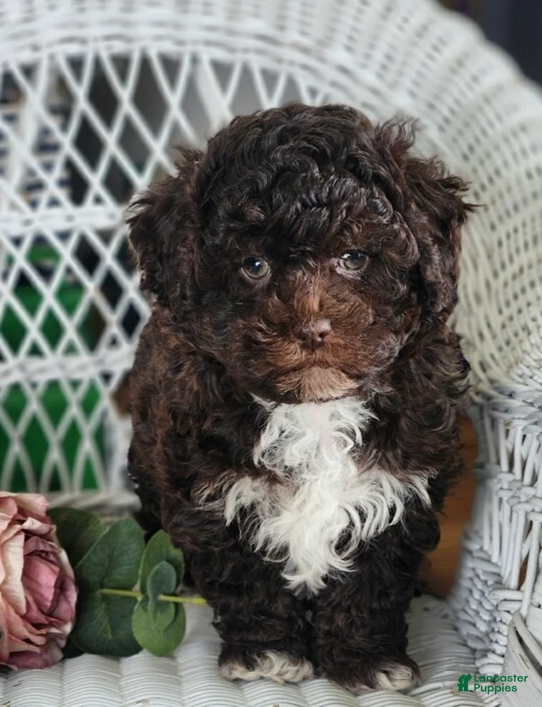 Maltipoo dogs for sale: Hailey - Ad 2