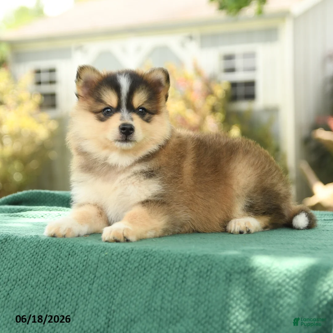 Pomsky dogs for sale: Koda - Ad 3